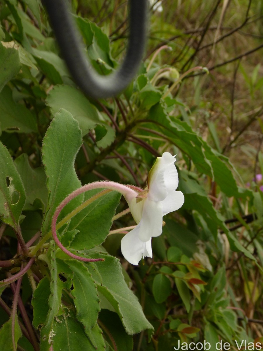 Impatiens henslowiana Arn.
